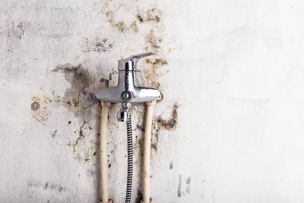 Best Local Mold Removal Service  in Juneau, WI