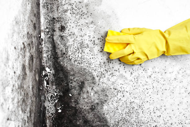 Best Affordable Mold Removal  in Juneau, WI