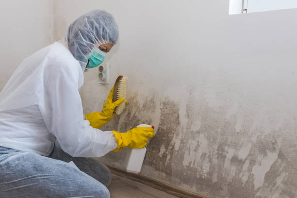 Best Mold Remediation  in Juneau, WI
