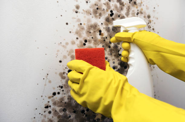 Best Black Mold Removal  in Juneau, WI