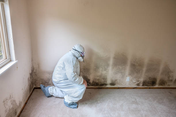 Best Attic Mold Removal  in Juneau, WI
