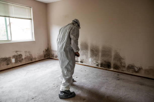 Best Mold Cleaning Services  in Juneau, WI