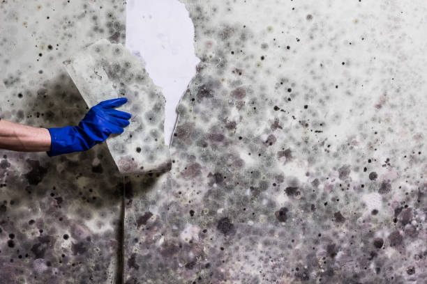 Certified Mold Removal in Juneau, WI