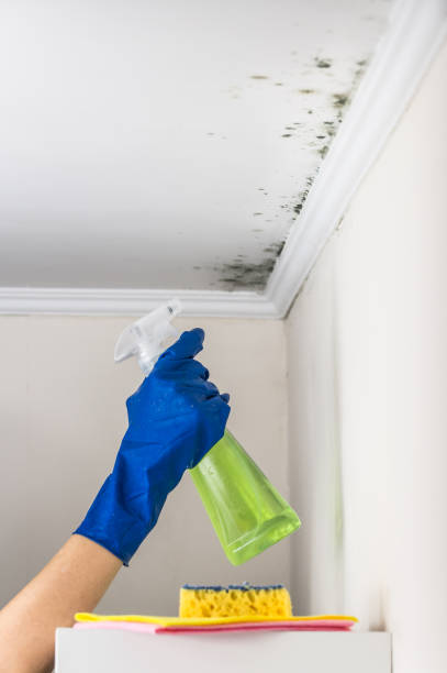 Best Toxic Mold Removal  in Juneau, WI