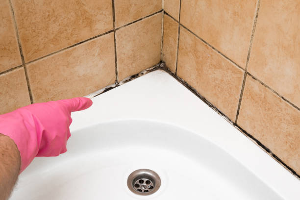 Professional Mold Removal in Juneau, WI